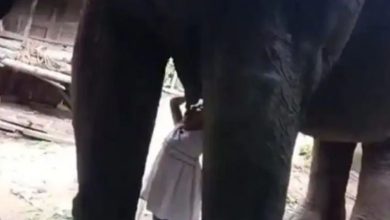 Photo of हथिनी का दूध पीती हुई बच्ची का वीडियो वायरल , देंखे….