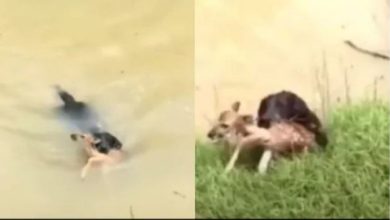 Photo of कुत्ते ने बेबी हिरण की बचाई जान, रुला देगा आपको ये वीडियो