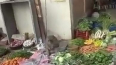Photo of सब्जी बेचने वाले बंदर का वीडियो वायरल