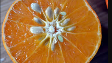 Photo of सर्दियों में चेहरे की चमक बढ़ाने के लिए संतरा का करें इस्तेमाल