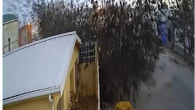 Photo of आसमान से एक साथ गिरे हज़ारों पक्षी और हो गई मौत, वीडियो वायरल