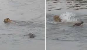 Photo of पानी में तैर रही थी शेरनी, मगरमच्छ ने मारा झपट्टा, अगले ही पल जो हुआ भरोसा नहीं कर पाएंगे