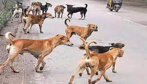 Photo of Lucknow के ठाकुरगंज में घर के बाहर खेल रहे भाई-बहन पर आवारा कुत्तों के झुंड ने किया हमला, 1 की मौत