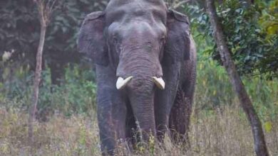 Photo of मार्निंग वाक के लिए कोटद्वार-पुलिंडा मोटर मार्ग पर गए पुलिसकर्मी को हाथी ने उतारा मौत के घाट
