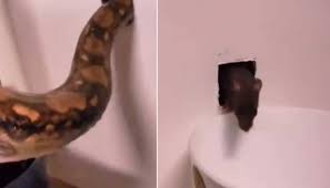 Photo of चूहे और सांप का एक ऐसा वीडियो हुआ वायरल, जिसे देखकर आप भी हो जाएंगे हैरान