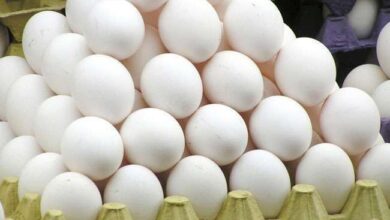 Photo of नींबू के बाद अब अंडों के दाम में उबाल,30 रुपये प्रति ट्रे तक हुई बढ़ोतरी