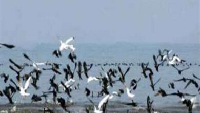 Photo of गोरखपुर चिडिय़ाघर में 120 प्रजाति के पक्षियों की दिखी मौजूदगी….