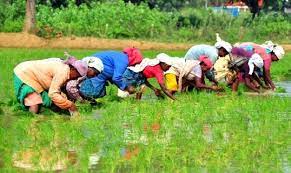 Photo of कृषि के क्षेत्र में एक बड़ा बदलाव होने जा रहा,मनसुख मंडाविया ने दी जानकारी