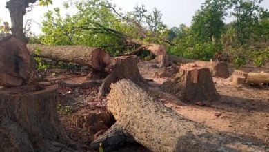 Photo of काठगोदाम से नैनीताल तक सड़क को टू लेन बनाने के लिए कटेंगे सात हजार से ज्यादा पेड़