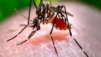 Photo of उत्तराखंड में कोरोना के बाद डेंगू बुखार का कहर जारी  