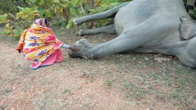 Photo of करंट प्रवाहित तार की चपेट में आने से मौके पर ही नर हाथी की हुई मौत..