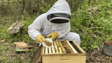 Photo of अमेरिकी कृषि विभाग डालान की मधुमक्खी वैक्सीन को दो साल के लिए देगा सशर्त लाइसेंस