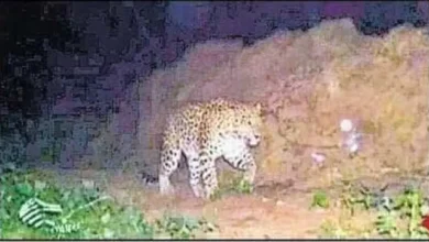 Photo of पनकी नहर किनारे देर रात एक बार फिर दिखा तेंदुआ, वीडियो वायरल होते ही इलाके में दहशत बढ़ी