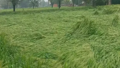 Photo of उत्तराखंड में पिछले चार दिन से जारी बेमौसम बारिश ने किसानों और बागवानों की उम्मीदों पर पानी फेरा