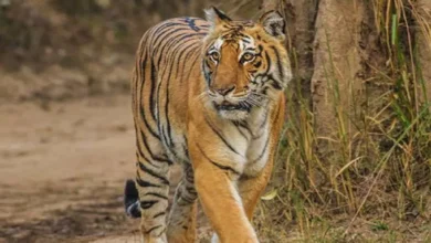 Photo of पौड़ी जिले के कोटद्वार में रिखणीखाल प्रखंड के अंतर्गत बाघ प्रभावित ग्रामीण क्षेत्रों में रात्रि कर्फ्यू लगा