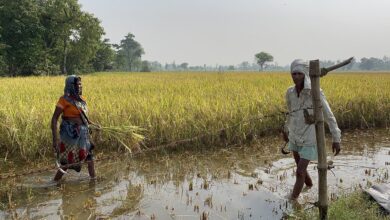 Photo of सूखा और बाढ़ से तबाह हुए प्रभावित 9808 किसानों को बीमा लाभ के रूप में फसलों की क्षतिपूर्ति दी जाएगी..