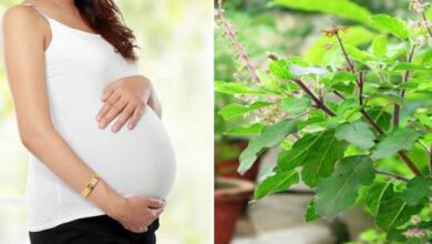Photo of गर्भावस्था के दौरान तुलसी का नियमित सेवन करने से मां और होने वाले बच्चे को मिलते है ये फायदें-