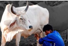 Photo of डेयरी सेक्टर आयात के लिए खुला तो होगा 1.03 लाख करोड़ का नुकसान