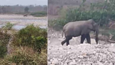 Photo of देहरादून: लच्छीवाल में मॉर्निंग वॉक कर रहे बुजुर्ग पर हाथी ने किया हमला