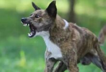 Photo of अलीगढ़ में हैरान कर देने वाला मामला! कुत्ते के काटने के 14 घंटे बाद युवक भौंकने और काटने लगा—इंसान या जानवर