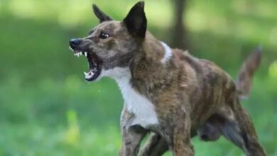 Photo of अलीगढ़ में हैरान कर देने वाला मामला! कुत्ते के काटने के 14 घंटे बाद युवक भौंकने और काटने लगा—इंसान या जानवर