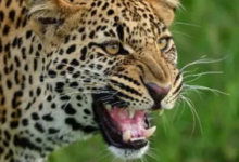 Photo of कोटद्वार: भतकोट गांव में घर के आंगन में खेल रही चार साल की बच्ची को गुलदार ने मार डाला