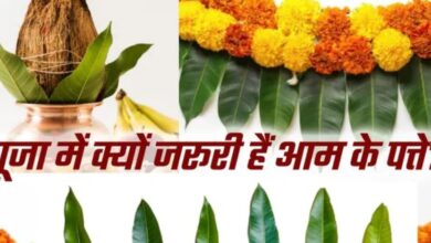 Photo of आम के पत्तों के बिना क्यों अधूरा है हर मांगलिक कार्य