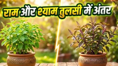 Photo of राम और श्याम तुलसी में क्या है फर्क? पता करें सही दिशा और जरूरी नियम